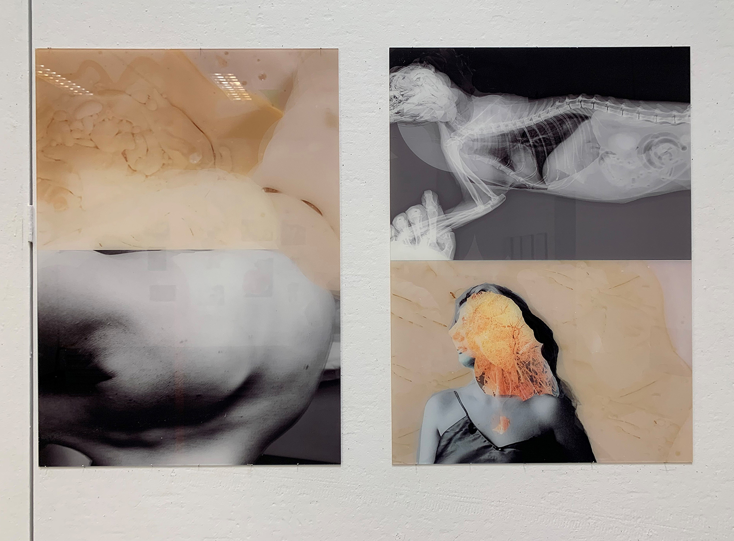 Julia Kwiatkowska - licencjat