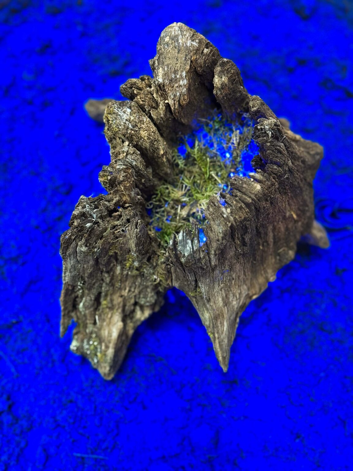 Karpa stojąca na ziemii obsypanej pigment w kolorze ultramarynowym