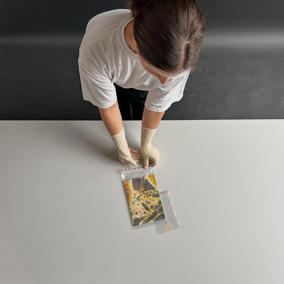 Zdjęcie artystki wkładającej w rękawiczkach swoją pracę do koszulki ochronnej